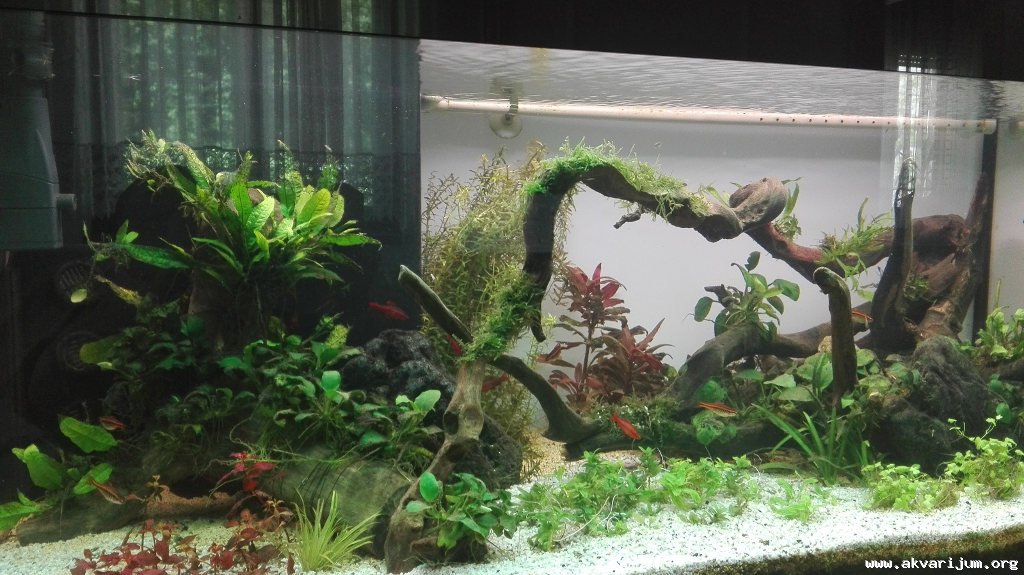 Akvarijum bolan v.2